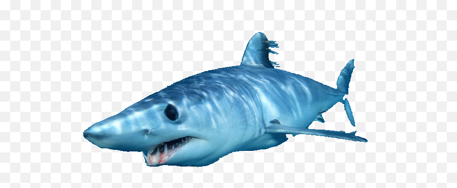 Document - Shortfin Mako Shark Sharks Png,Shark Transparent Background