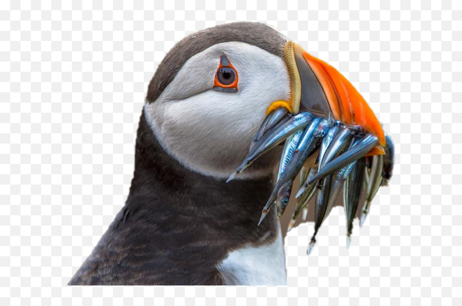 Puffin Download Png Image Mart - National Geographic Animals,Puffin Png