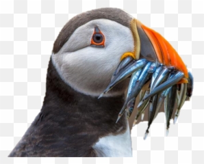 Puffin Download Png Image Mart - National Geographic Animals,Puffin Png