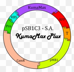 Teamsan Andresresults - 2015igemorg Kubrick png
