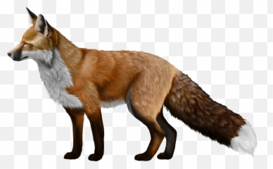 29 Red Fox Clipart Transparent Background Free Clip Art - Fox Png,Fox Clipart Png