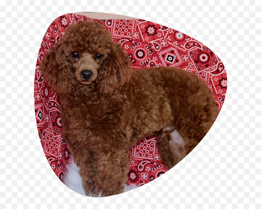 Home - All American Poodle Standard Poodle Png,Poodle Png