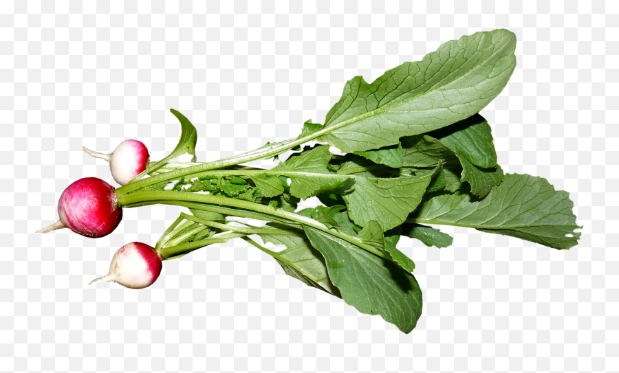 Vegetable Radish Food - Free Image On Pixabay Spring Greens Png,Radish Png