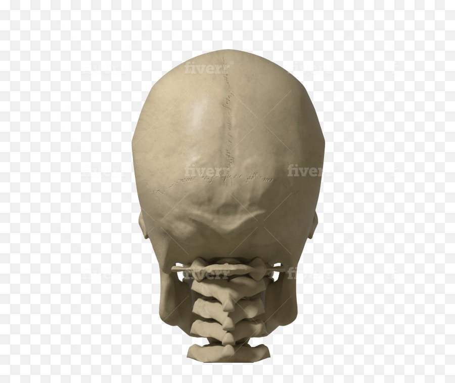 Modeling And Render 3d Skull - Skull Png,3d Skull Png