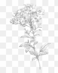 Line Art Flower Small - Sunflower Small Drawing Transparent Png,Flower Drawing Png