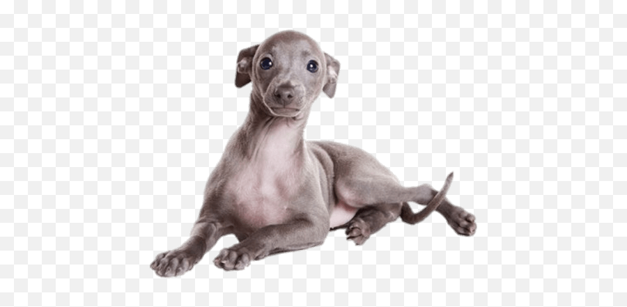 Greyhound Puppy Transparent Png - Stickpng Italian Greyhound Grey Puppy,Puppy Png