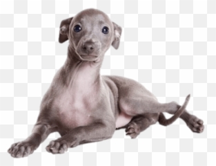 Greyhound Puppy Transparent Png - Stickpng Italian Greyhound Grey Puppy,Puppy Png
