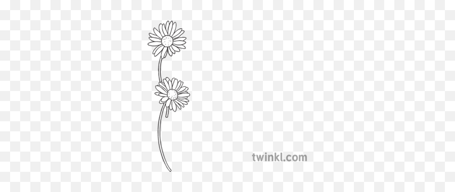 Daisy Chain General Flower Garden Border Secondary Black And - Daisy Illustration Black And White Png,White Daisy Png