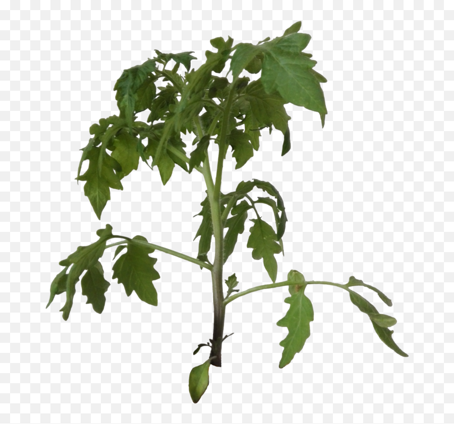 Tomato Plant Png 1 Image - Tomato Plant Cut Out,Tomato Plant Png