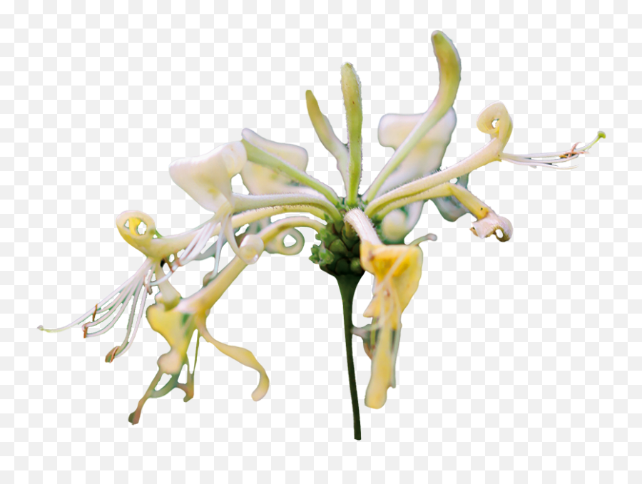 Honeysuckle - Honeysuckle Transparent Png,Honeysuckle Png