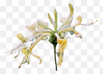 Honeysuckle - Honeysuckle Transparent Png,Honeysuckle Png