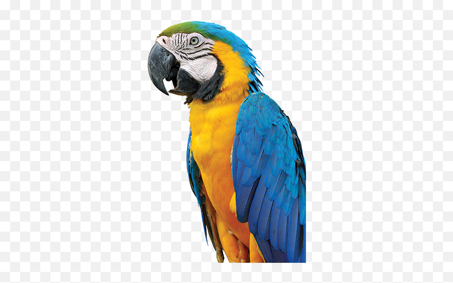 Macaw Png High - Macaw Png,Macaw Png