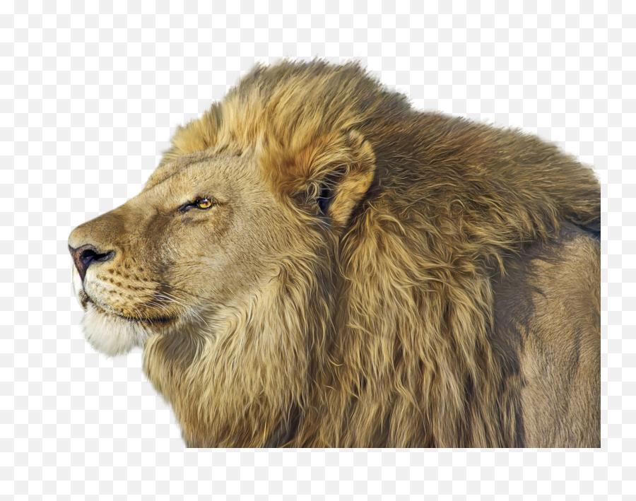 Download Lion Png Transparent Image - Lion Png Transparent,Lion Roar Png