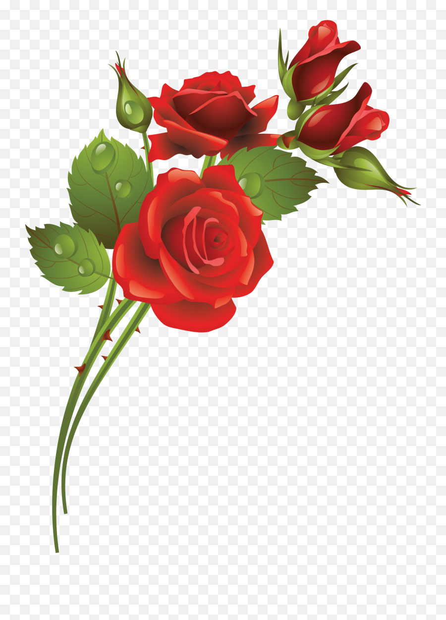 Garden Roses Flower Clip Art - Rose Frame Png Download Rose Vector,Rose Frame Png