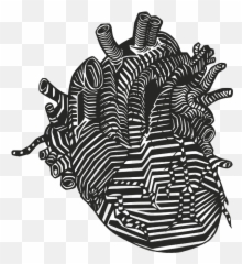 Heart Veins Arteries - Human Heart Drawn Png,Veins Png