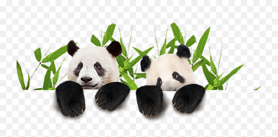 Panda Png Animal Images Bear Cute Baby - Giant Panda,Emoji Animals Png