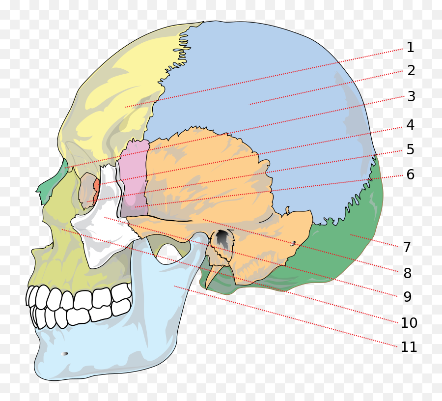 Filehuman Skull Side Bones Numberedsvg - Wikimedia Commons Bones Of The Skull Png,Skull And Bones Png