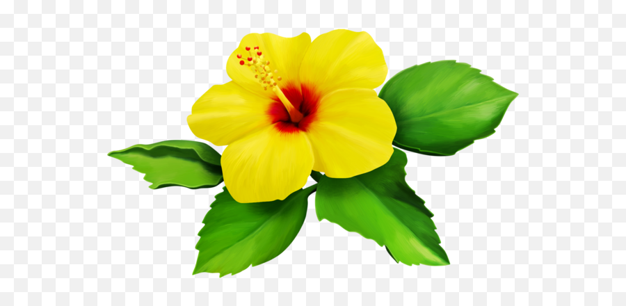 Hibiscus Yellow Bloom Flower Border Flowers White Bouqu - Yellow Hibiscus Flower Clipart Png,Yellow Flower Transparent Background