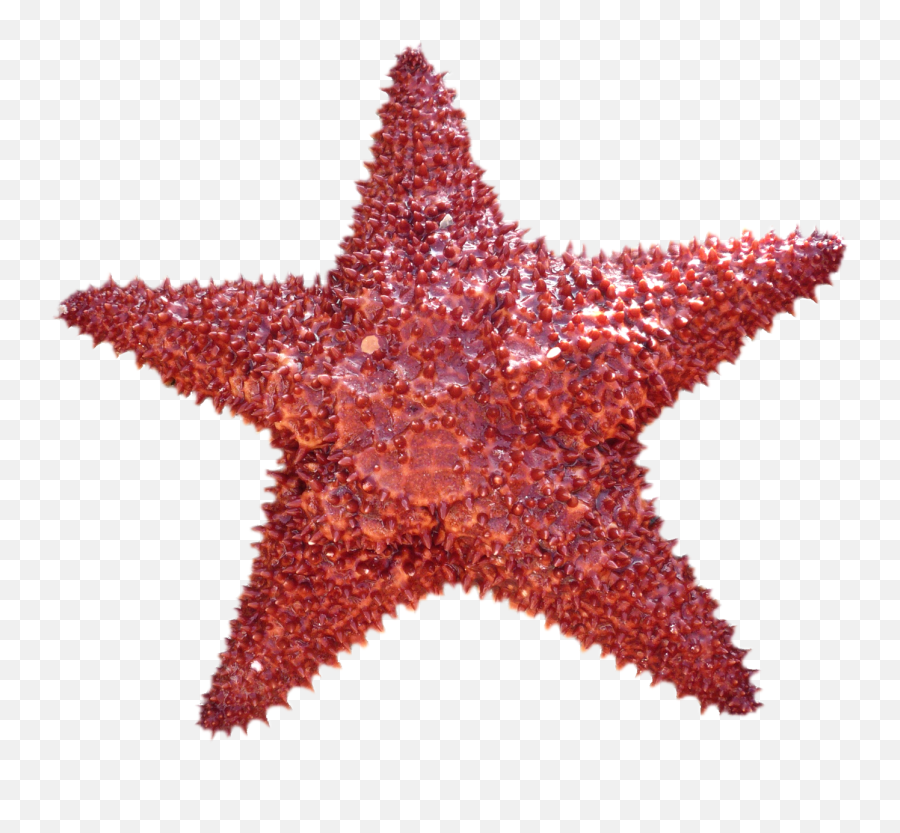 Starfish - Starfish Png,Starfish Transparent