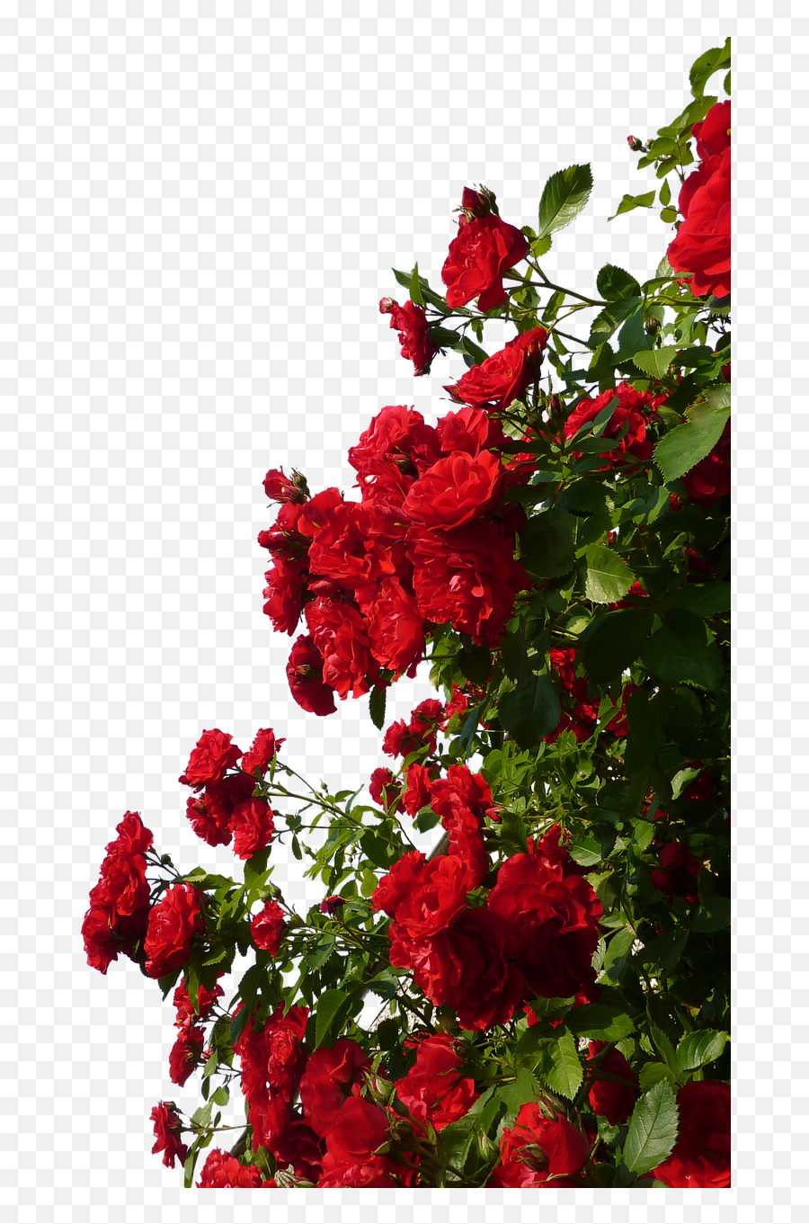 Red Flower - Transparent Rose Bush Png,Flower Garden Png - free transparent  png images 