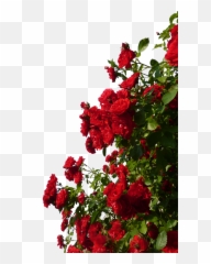 Red Flower - Transparent Rose Bush Png,Flower Garden Png