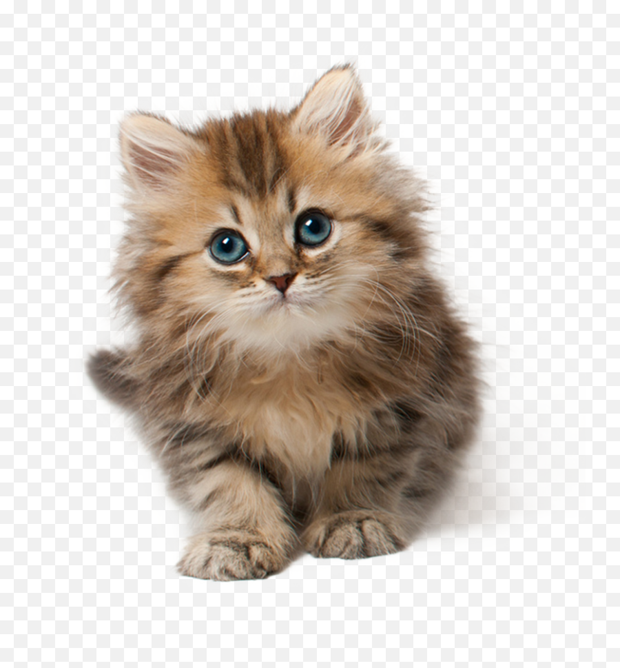 Download - Kitten Png,Cat With Transparent Background