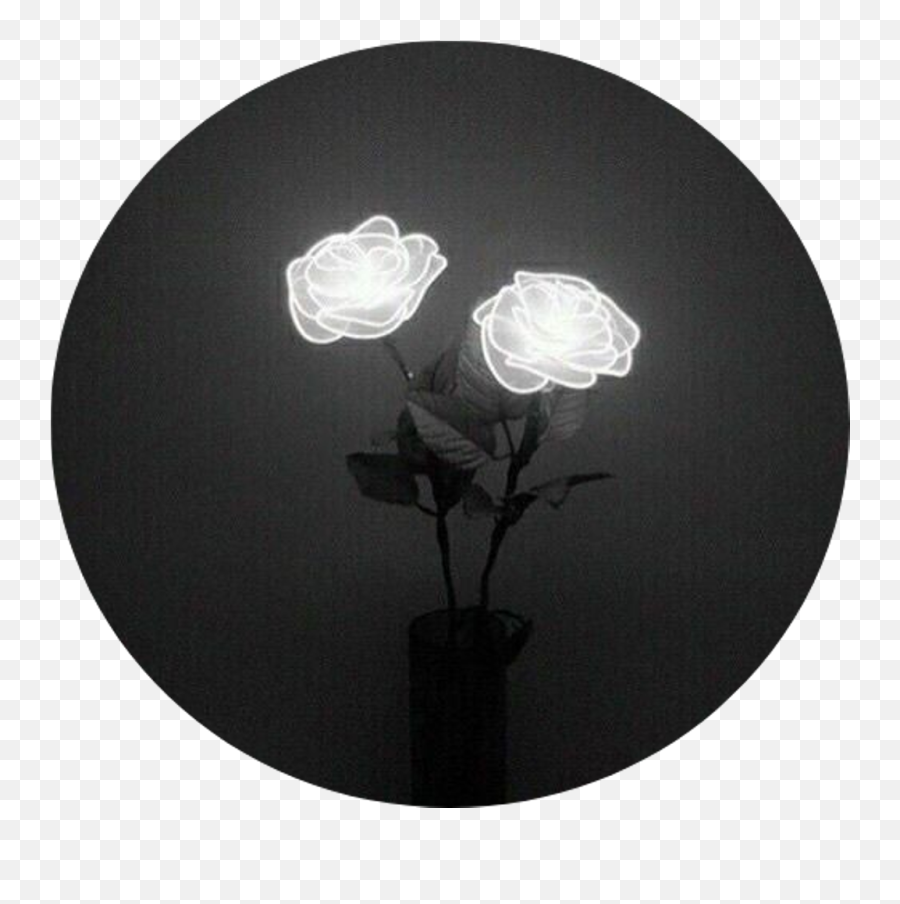 Tumblr Rose Png - Tumblr Aesthetic Black Roses Rose Light Black And White Aesthetic,White Rose Png