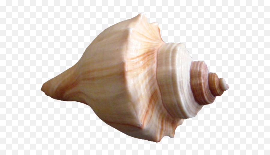 Download Free Png Seashell - Seashell Png,Sea Shell Png