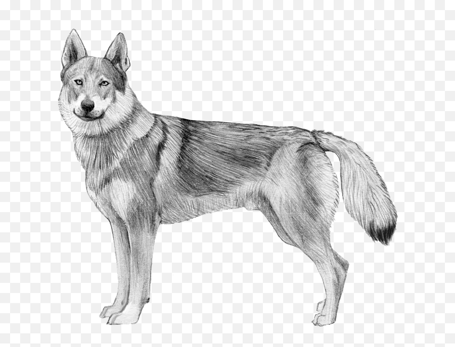 Embark Dog Dna Test - Breed Czechoslovakian Wolfdog Kid Drawings Png,Wolf Buddy Icon