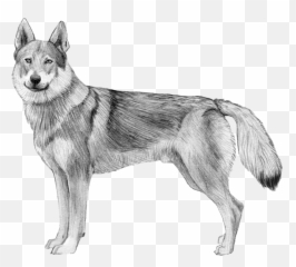Embark Dog Dna Test - Breed Czechoslovakian Wolfdog Kid Drawings png