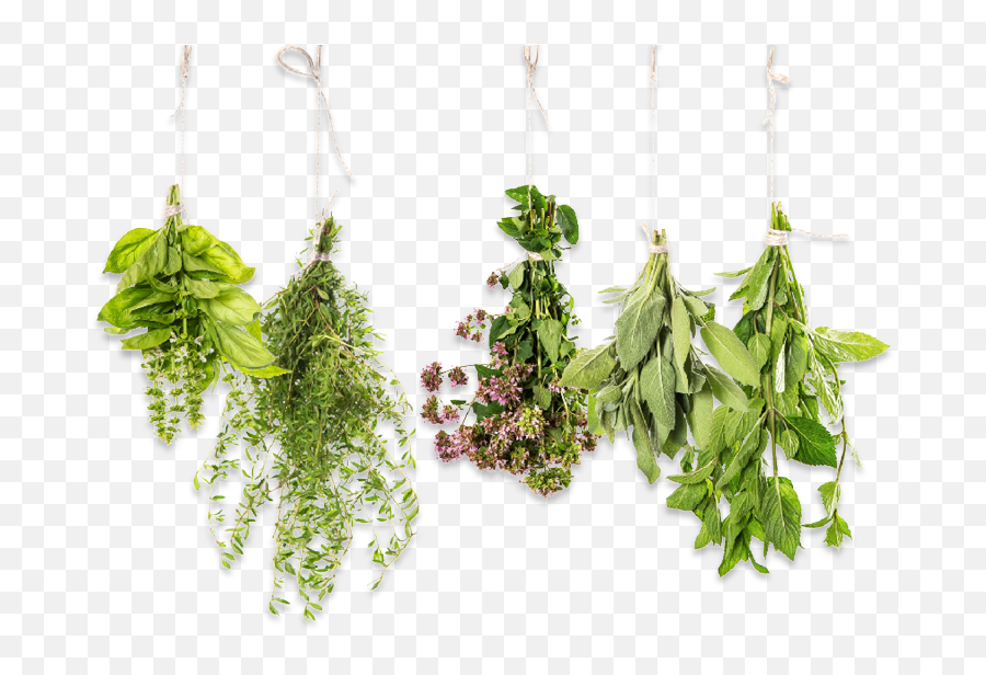 The World Of Herbs - Herbs Png,Herbs Png