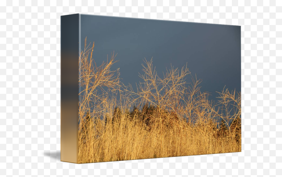 Wild Grass In The Wind - Grass Png,Wild Grass Png