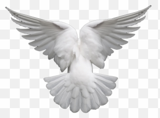Pigeons And Doves Portable Network Graphics Clip Art Image - Pigeon White Dove Png,Dove Transparent Background