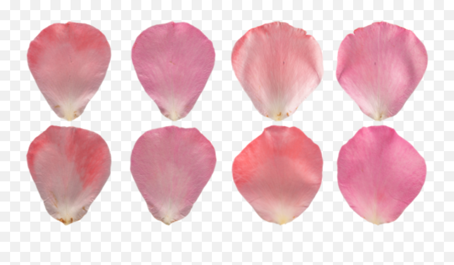 Poliigon Texture Search - Pink Rose Petal Png,Rose Petals Png