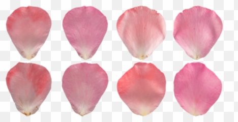 4 Organic Rose Petal Cones