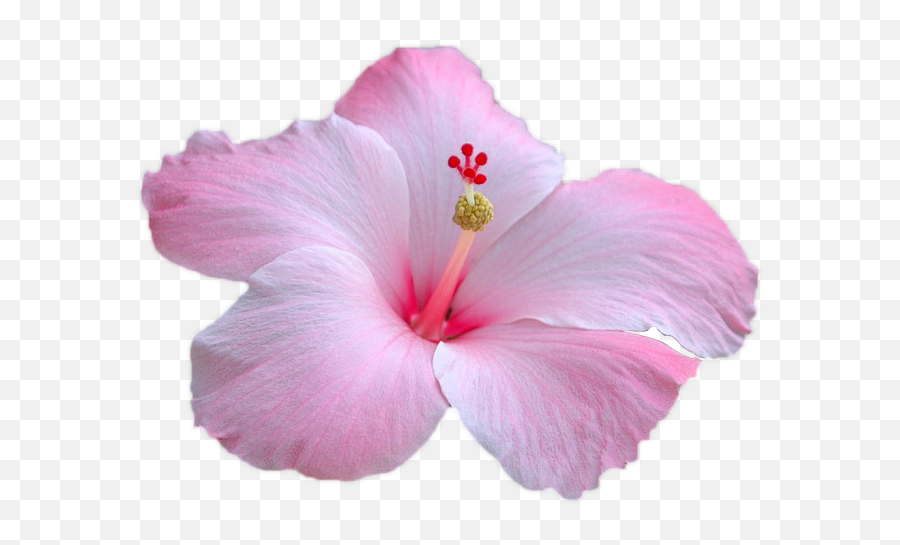Flower Pink - Free Image On Pixabay Pink Hibiscus Png,Pink Petals Png