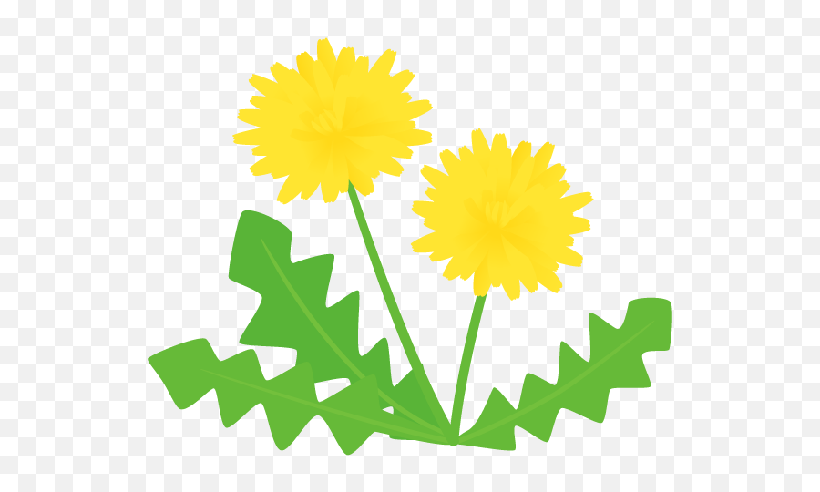Dandelion 700x490 Png Clipart Download Tickseed