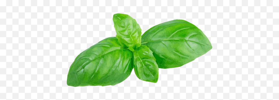 Png Basil Herb Illustration - Basil Herb Png,Basil Png