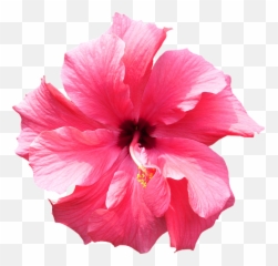 Flower Tropical Png Image - Tropical Transparent Background