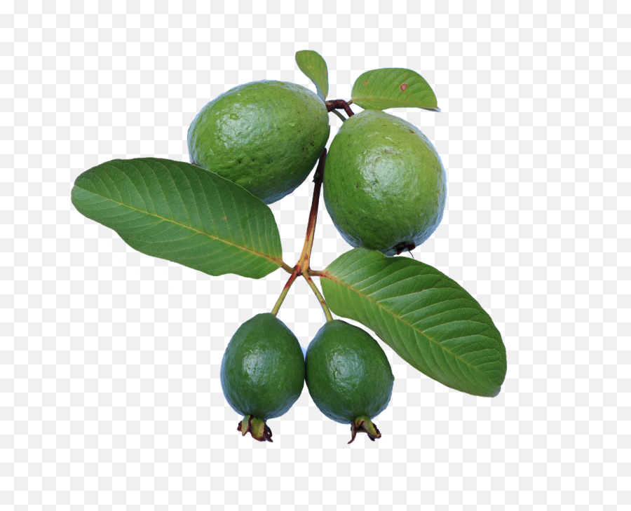 Free Photos Guava Png Search Download - Guava Tree Png,Fruit Tree Png