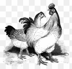 Download Chicken Clipart Cochin - Full Size PNG Image PNGkit Vintage Black And White