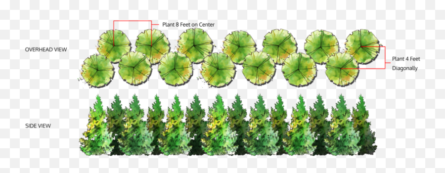 Leyland Cypress Thuja Green Giant Arborvitae - Plant Thuja Green Giant Png,Cypress Tree Png