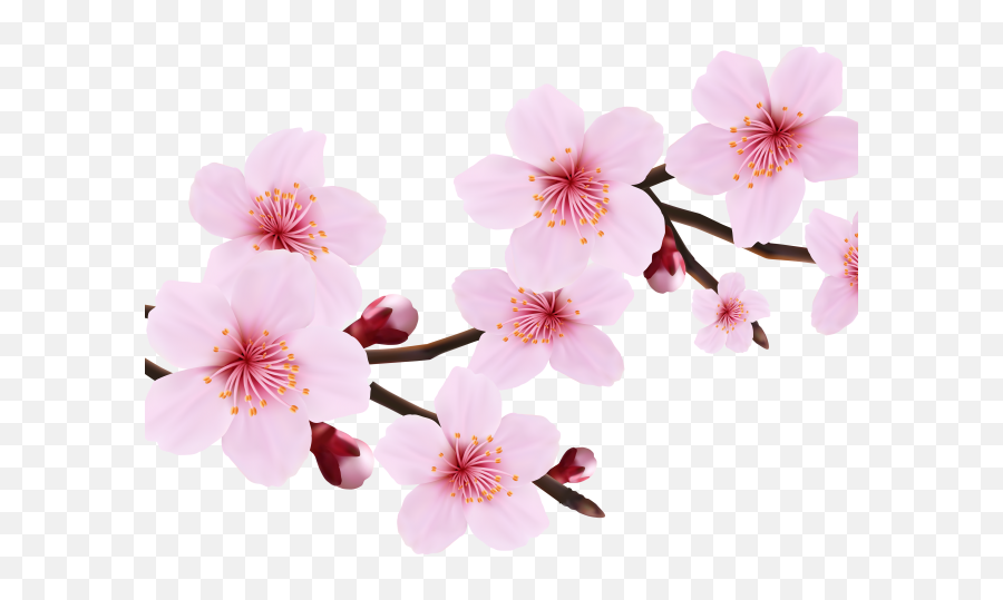 Download Hd Cherry Blossom Clipart File - Cherry Blossom Cherry Blossom Flower Png,Sakura Petals Png
