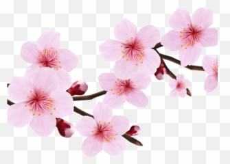 Download Hd Cherry Blossom Clipart File - Flower Png