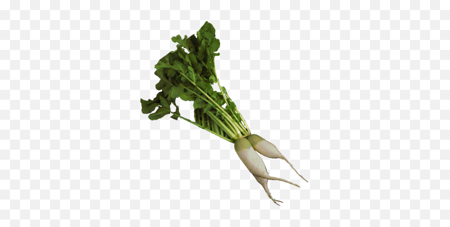 Radishes Daikon - Daikon Png,Radish Png