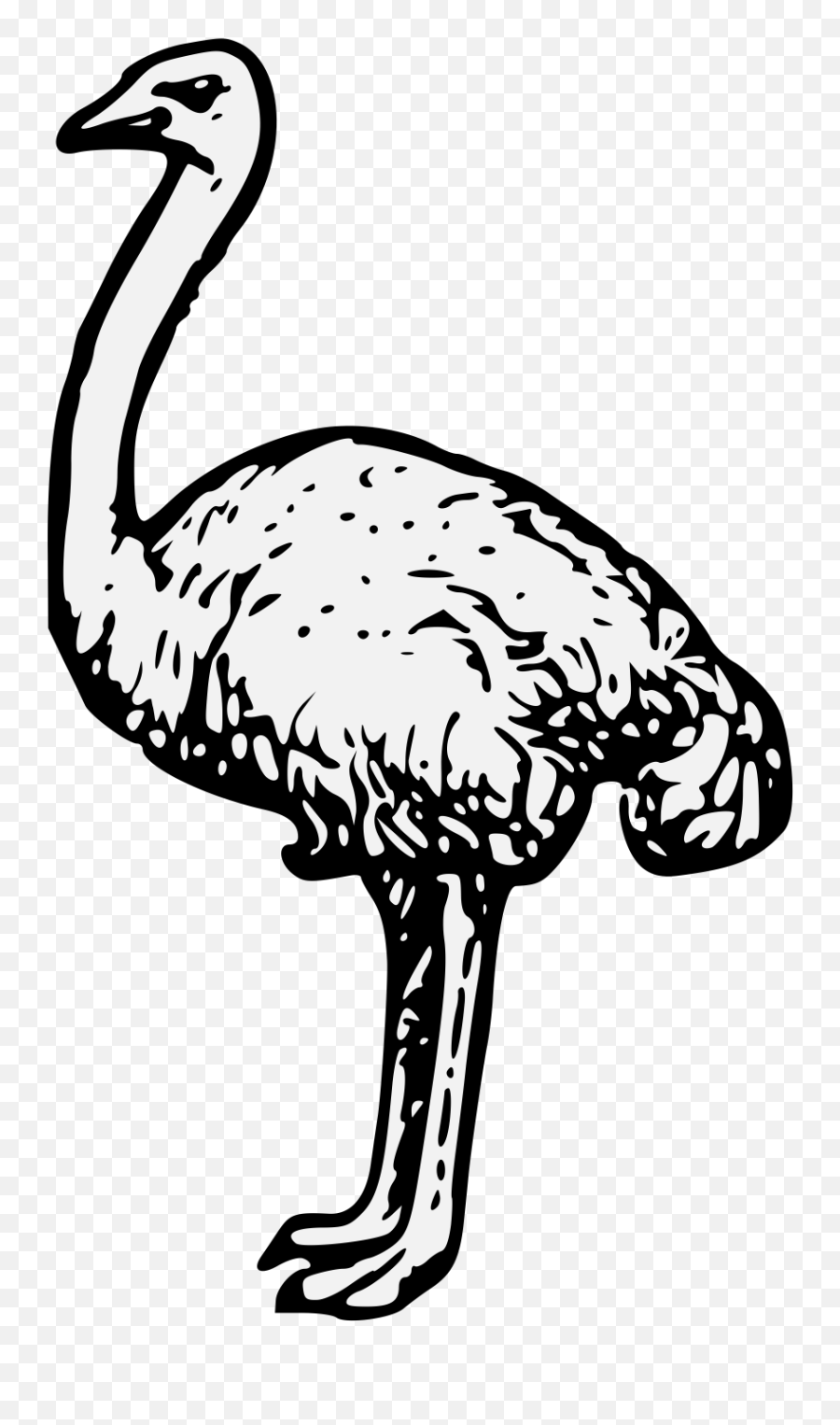 Ostrich - Clip Art Png,Ostrich Png