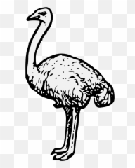 Ostrich - Clip Art Png,Ostrich Png