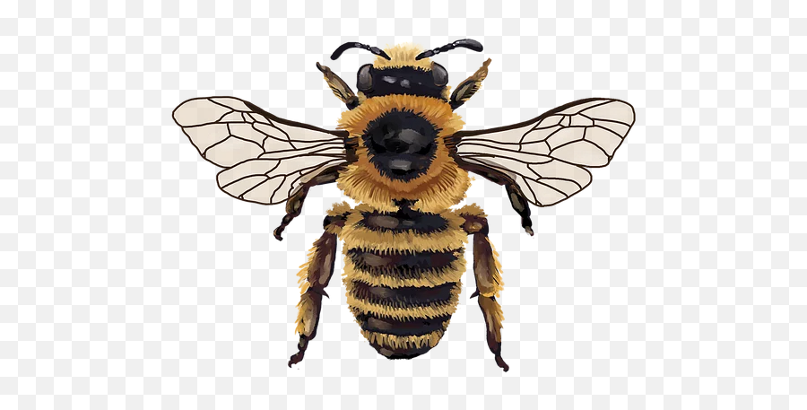 Flammeus Mysite - Honeybee Png,Honey Bee Png