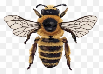 Flammeus Mysite - Honeybee Png,Honey Bee Png