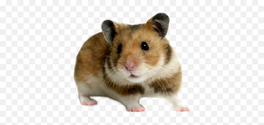 German Hamster - Hamster Price In Coimbatore Png,Hamster Png